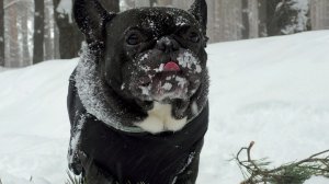 Французский бульдог Олег просто плюхнулся в снег, когда выходил из дома