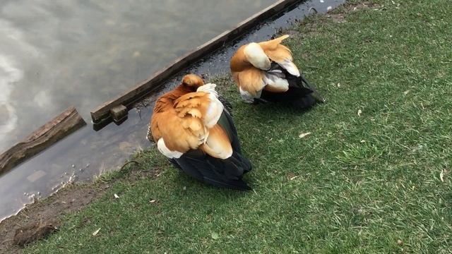 Парк «ЕКАТЕРИНИНСКИЙ». Огари чистюли. Москва. 12.05.2022г. смотреть онлайн