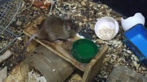 Серая домовая мышь ест с руки и катается на колесе