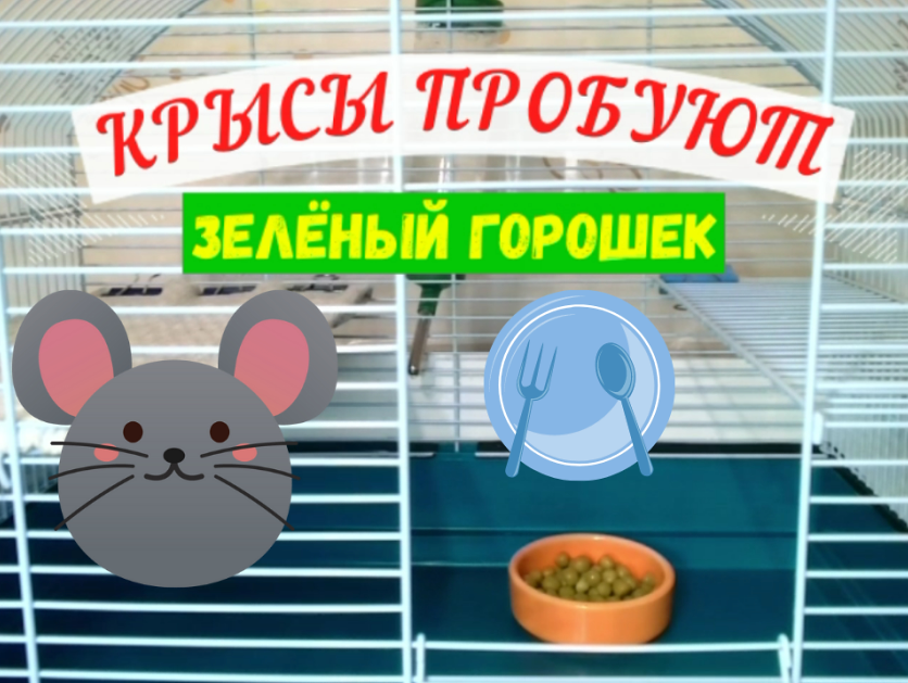 КРЫСЫ ПРОБУЮТ ЗЕЛЕНЫЙ ГОРОШЕК (КОНСЕРВИРОВАННЫЙ)