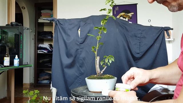 Chaenomeles Japonica bonsai/ O iau de la zero. смотреть онлайн