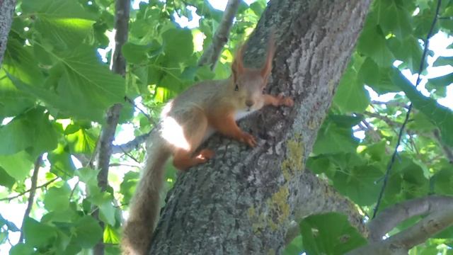 НАШИ БЕЛОЧКИ 6 !!!     БАЗА ОТДЫХА БЕСЛАН АЛИ-БЕРДУКОВСКИЙ   WP 20150619 08 20 33 Pro смотреть онлайн