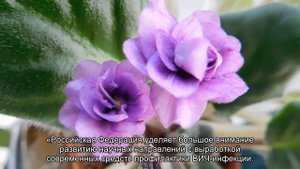 Скворцова: Россия разработает вакцину против ВИЧ к концу 2014 года