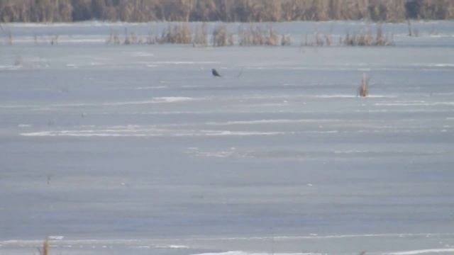 дербник смотреть онлайн