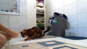 Дрессировка бенгальской кошки