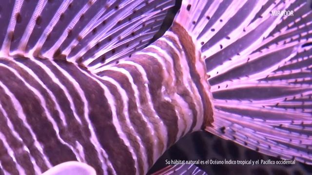 ENTORNO 6. Pez León ( Pterois antennata ) смотреть онлайн