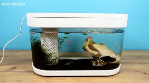 Карантин: не могу попасть в лес к моим муравьям! Аквариум Xiaomi. Муравьи уничтожили лабиринт!