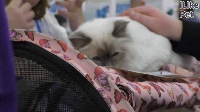 Международная выставка кошек «Кэтсбург» на ilikepet смотреть онлайн