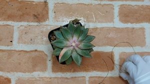 실로 적심하기! 모노케로스티금 적심합니다.    (21.5.10. 월요일)  多肉植物, Korean succulents