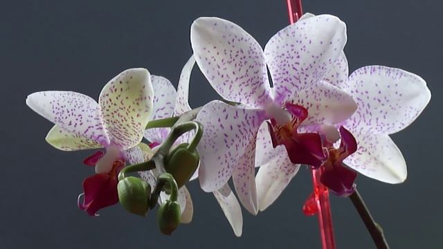 Цветущая орхидея опустила листья потеряла тургор... Что делать?