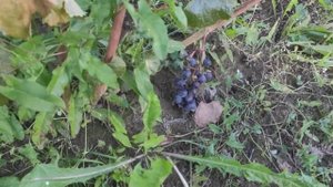 Виноград сорт Таёжный в Ленинградской области. 11.09.2022