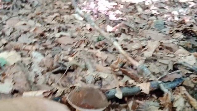 boletus aereus/hongo beltza/amanita cesárea/gorringo Septiembre 2023 con @sonekinda ????️?? смотреть онлайн