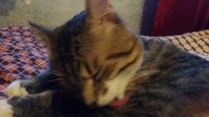 Кот умывается