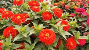 КРАСИВАЯ КЛУМБА ЦВЕТУЩАЯ ВСЕ ЛЕТО?СУПЕР клумба своими руками цветы