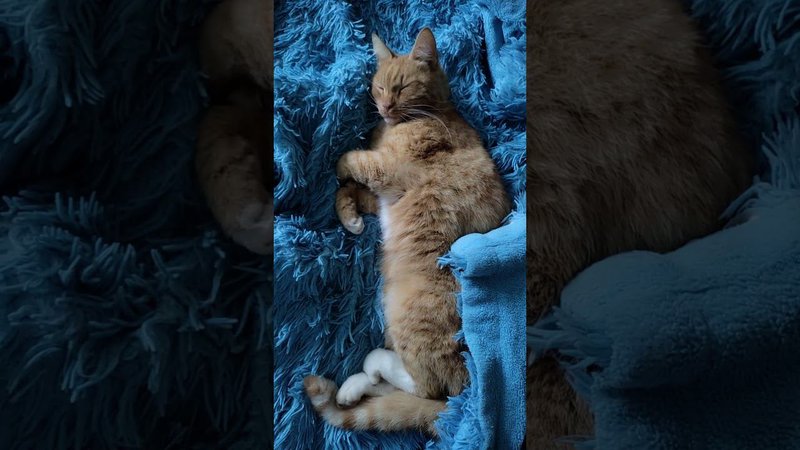 Мотор мурчит