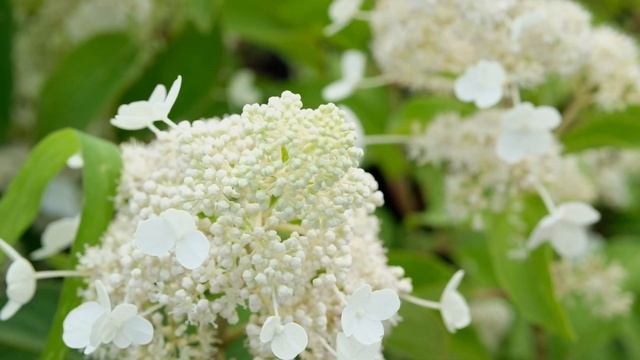 Гортензия метельчатая Мэджикал Гималая (Hydrangea paniculata `Magical Himalaya`)