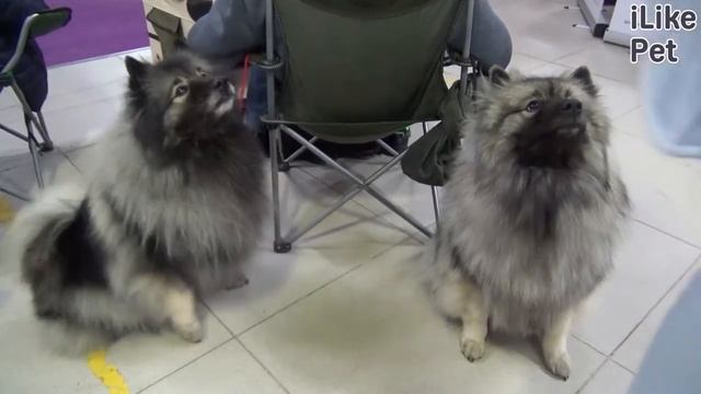 Кеесхонд на ilikepet. Особенности породы, уход смотреть онлайн