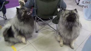 Кеесхонд на ilikepet. Особенности породы, уход