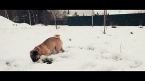 Какую выбрать собаку? Лучше мопса только мопс, порода для всей семьи.