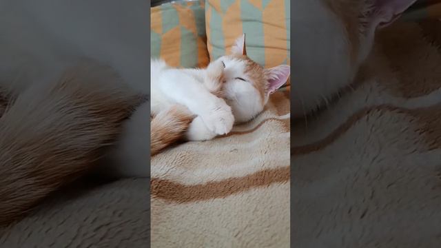Оскар чистюля