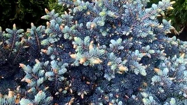 Ель колючая голубая "Глаука Глобоза" Picea pungens "Glauca Globosa" от питомника "Природа"