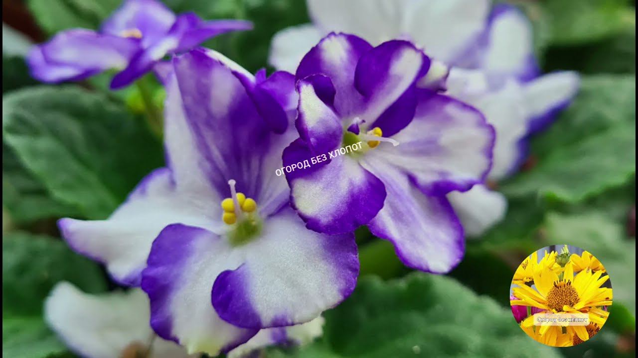 Фиалки для поднятия настроения... смотреть онлайн