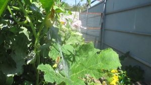 паучёк доедает мраморного клопа