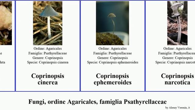 Fungi, ordine Agaricales, famiglia Psathyrellaceae coprinellus coprinopsis coprinus parasola Heads смотреть онлайн