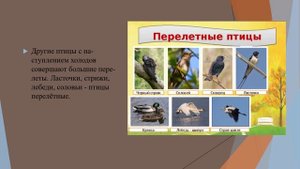 Птицы природоведение 6 кл.mp4