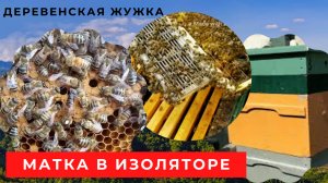 Пчелы. Матка в изоляторе. Семья на трех корпусах.
