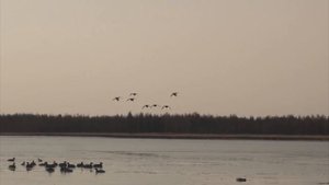 РАССТАНОВКА ЧУЧЕЛ УТОК ВЕСНОЙ НА КОЛЫМЕ