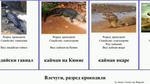 Влечуги, разред крокодили кайман reptilia алигатор гавиалови алигатори китайски алигаторови Housin