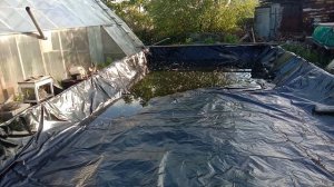 Пруд для Австалийского рака / Пруд для выращивания раков!
