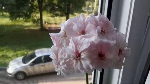 Цветении Пеларгонии Пак Вива Маделина