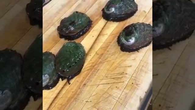 Моллюск морское ухо смотреть онлайн