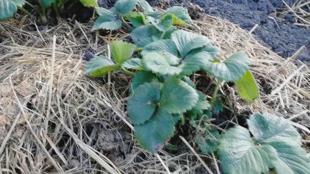 Обработка клубники весной от А до Я смотреть онлайн