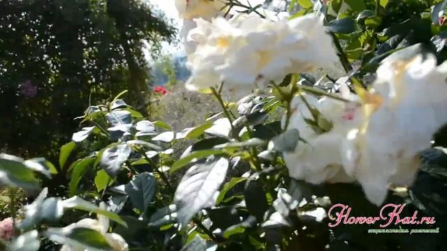 Роза флорибунда Lions Rose
