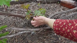 ВИНОГРАД Нормирование гроздей Пасынки Замещение Веерная формировка / Приемы для хорошего урожая 4ч