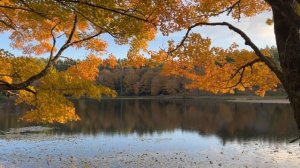 ?Nature Autumn Music ? Fall Lakeside Day | 1 Hr Peaceful Classical Piano - Sleep Meditate Relax ?