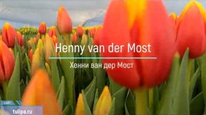 тюльпан  Henny van der Most. Обзор 2021 год                 #Shorts