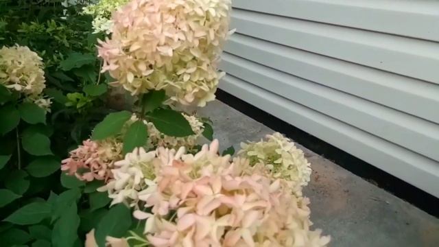 Гортензия СКАЙФОЛЛ в саду ДЕВЯТОЙ реальности?Особенности сорта? смотреть онлайн