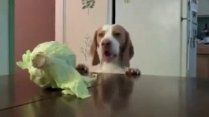 собака ест капусту