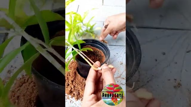 Milky Bamboo propagation|Surculosa Aurea|Dracaena|  #shorts