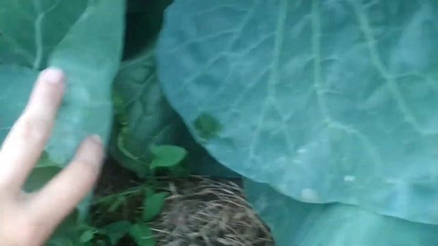 Капуста под укрывным спустя 2 недели смотреть онлайн