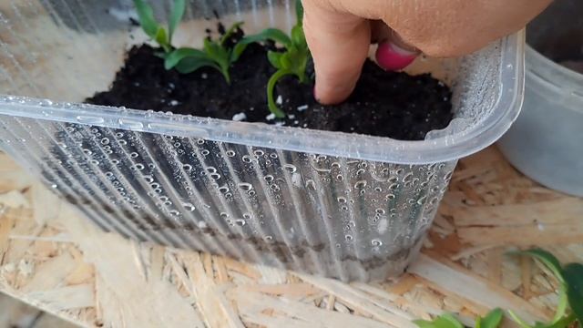 ПЕТУНИЯ ИЗ ЧЕРЕНКА В АВГУСТЕ. ПЕРВАЯ ПОДКОРМКА. смотреть онлайн