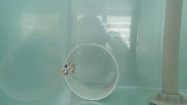 Importação de palhaços setembro 2013 смотреть онлайн