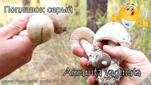 Поплавок серый | Amanita vaginata