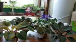 ПЕРЕКОРМ ФИАЛОК