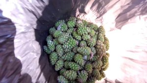 Варенье из сосновых шишек / Рецепт, Польза, Вред,