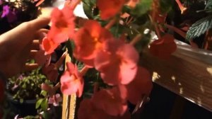 Ахименесы вечером (букетное цветение)